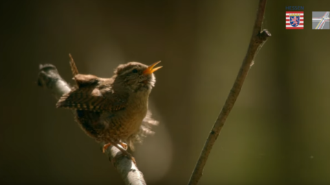 Filmreife Natur - Kartierungsarbeiten von Hessen Mobil im Film. Von April bis August vergangenen Jahres begleitete ein professionelles Filmteam Kartierungsarbeiten von Hessen Mobil im Marburger Umland. (https://www.youtube.com/watch?v=gdThFYIuHwk) Ein kleiner Vogel in Nahaufnahme auf einem Ast.
