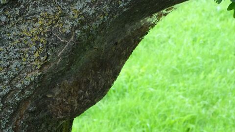 Gespinst des Eichenprozessionsspinnes