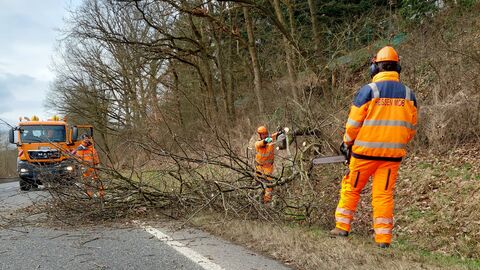 Baumfällarbeiten und Gehölzpflege bei Hessen Mobil