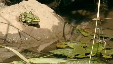 Ein grüner Frosch sitzt auf einem Stein, direkt daneben sind eine Wasserstelle und einige Pflanzen.