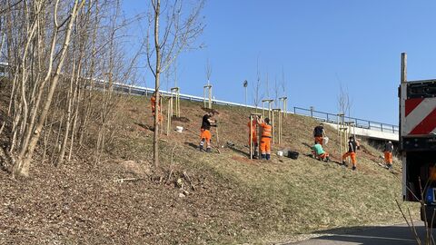 Auszubildende von Hessen Mobil pflanzen Bäume am Straßenrand
