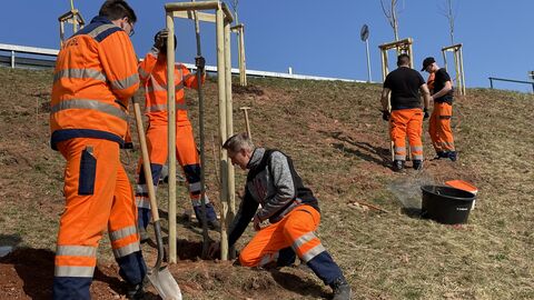 Auszubildende von hHssen Mobil pflanzen Bäume am Straßenrand