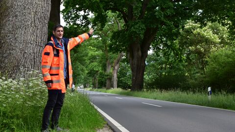 : Wertvoller Eichenbestand an Landesstraße im Reinhardswald: Landschaftsökologe Georg Einwich kümmert sich um die Alleen von Hessen Mobil. 