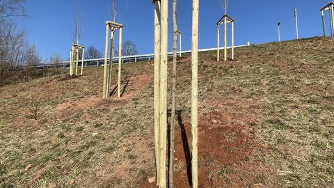 Dreibock aus Holz zum Bäumepflanzen am Straßenrand 