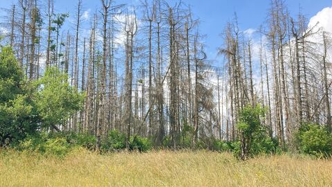Hier gibt es bald mehr Fläche für seltene Kräuter und Insekten: Hessen Mobil entfernt abgestorbene Fichten auf dem Gipfelplateau des Hohen Dörnbergs als Ausgleichsmaßnahme für den Bau der Ortsumgehung Calden.