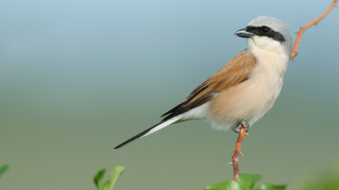 Ein Vogel sitzt auf einem Zweig