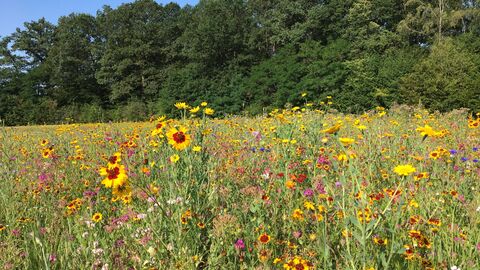 Blühwiese mit Wildblumen Blühwiese mit Wildblumen