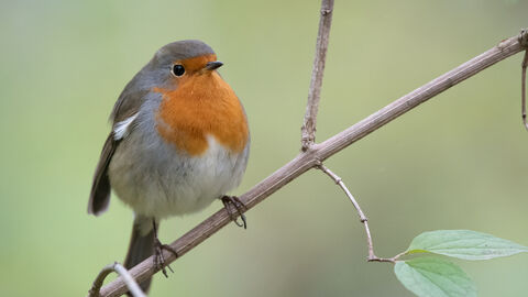 Ein Rotkehlchen sitzt auf einem Ast
