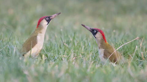 Zwei Grünspechte auf der Wiese
