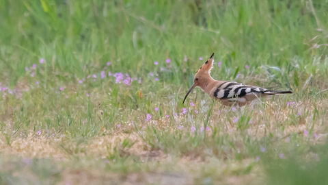 Ein Seichböhl stelzt über die Wiese
