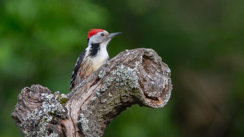 Ein Mittelspecht sitzt auf einem Baumstumpf