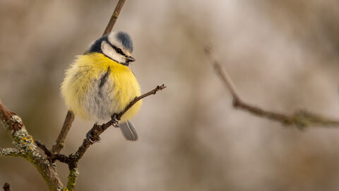 Eine Blaumeise sitzt auf einem Ast
