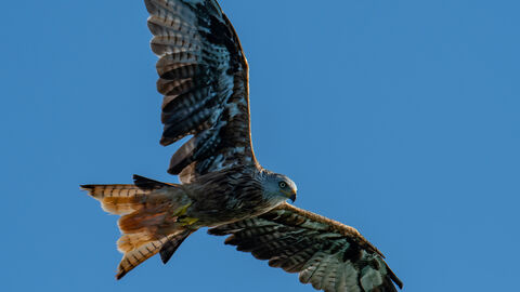 Ein Rotmilan kreist in der Luft