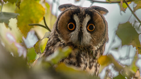 Eine Waldohreule in der Baumkrone