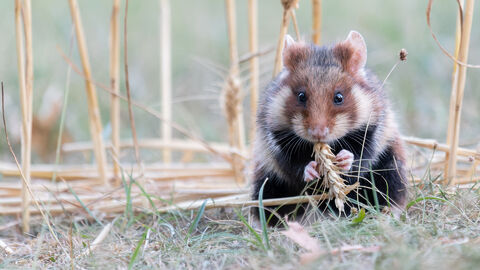 Ein Feldhamster knabbert ein eine Getreideähre