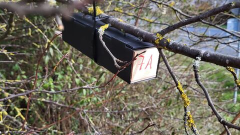 Aufhängung von Haselmaus-Tubes Die Artenschutzexperten von Hessen Mobil im Einsatz 9