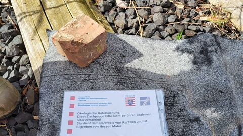 Auslegen von Reptilienpappen Die Artenschutzexperten von Hessen Mobil im Einsatz 23