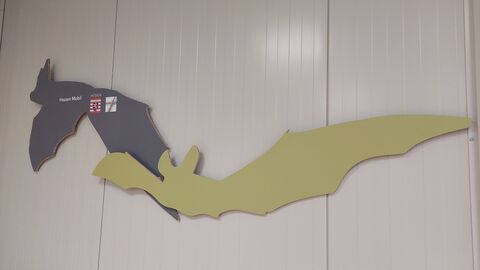 Modelle von Fledermäusen