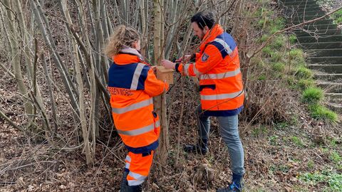 Aufhängung von Haselmaus-Tubes Die Artenschutzexperten von Hessen Mobil im Einsatz 1