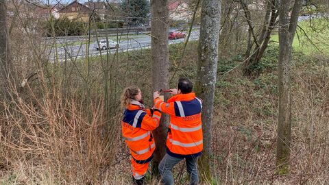 Aufhängung von Haselmaus-Tubes Die Artenschutzexperten von Hessen Mobil im Einsatz 3