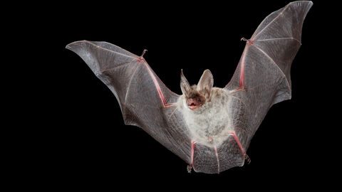 Bechstein-Fledermaus