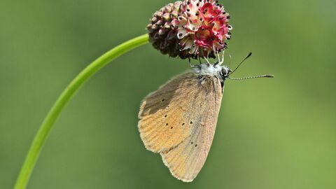 Wiesenknopf-Ameisenbläuling