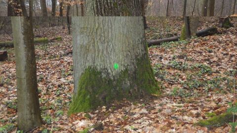 Markierung am Baum
