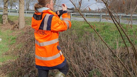 Aufhängen von Haselmaus-Tubes Die Artenschutzexperten von Hessen Mobil im Einsatz 29