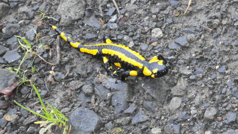 Feuersalamander Feuersalamander