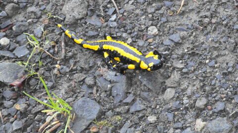 Feuersalamander