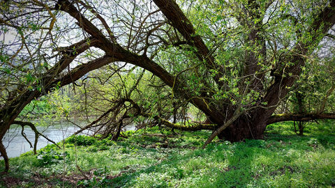 Alter Baumbestand zwischen den Ausgleichsflächen