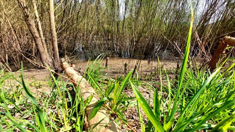 Neue Aue bei Frieda mit Biberspuren