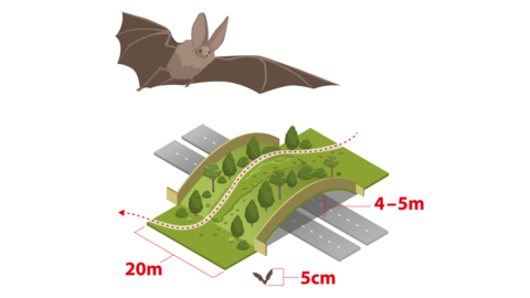 Fledermaus-Grünbrücke Fledermaus-Grünbrücke