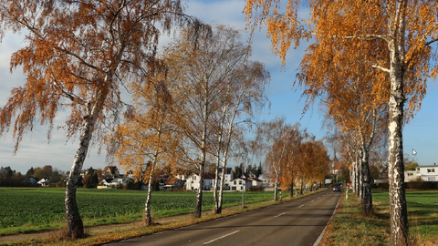 Eine Straße mit herbstlichen Bäumen. 