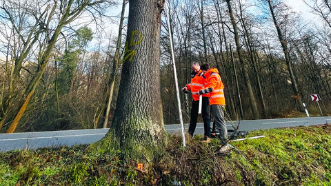 Ein Baumkontrolleur steht vor einem Baum und demonstriert die Gummihammer-Methode