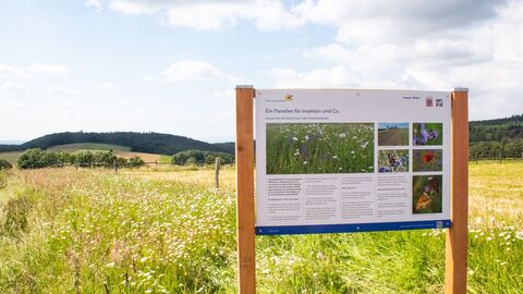 Infotafel "Hier blüht Hessen" mit Blühstreifen im Hintergrund  Infotafel "Hier blüht Hessen" mit Blühstreifen im Hintergrund