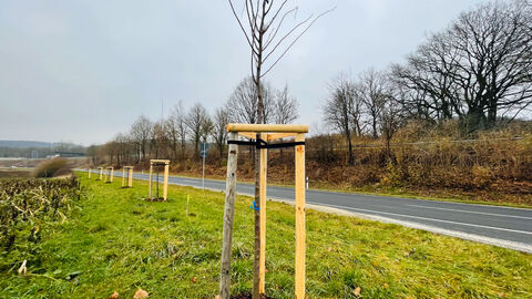 Neue Bäume entlang der Landesstraße