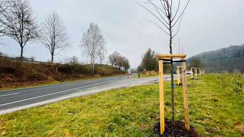 Neu gepflanzte Bäume entlang der Landesstraße