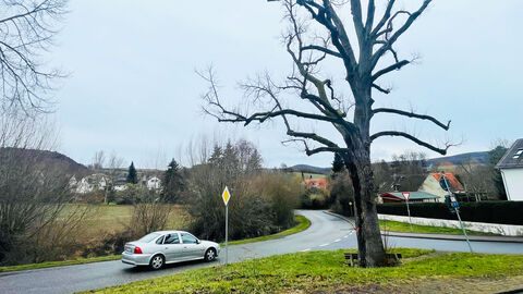 Abgestorbener Baum an einer Straßenkreuzzung