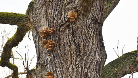 Nahaufnahme von Pilzbefall an einer Baumrinde
