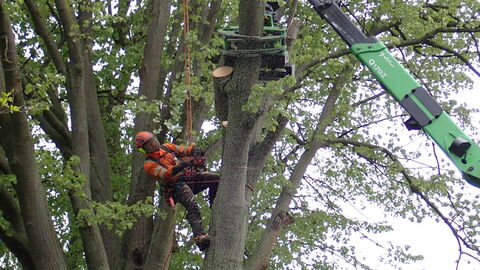 Ein Facharbeiter entfärnt mit der Motorsäge einen Ast in einer Baumkrone