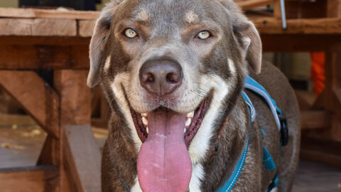 AFS-Begleithund Hugo 