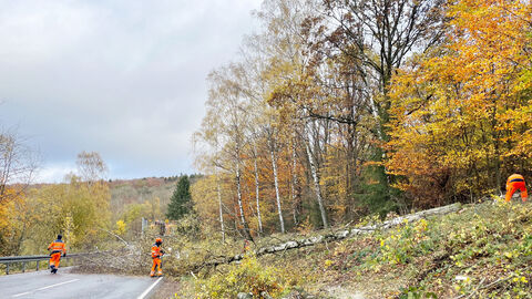 Sperrung der Bundesstraße wegen Baumfällarbeiten
